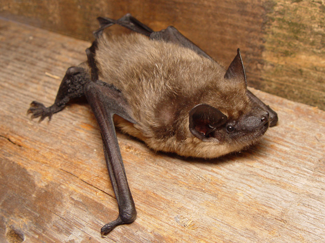 Eptesicus_serotinus